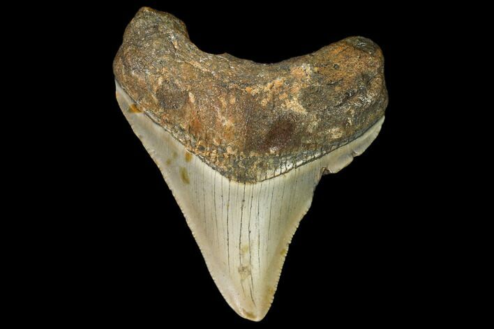 Fossil Megalodon Tooth - North Carolina #109052